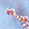 未来30天!这些星座的桃花太旺啦